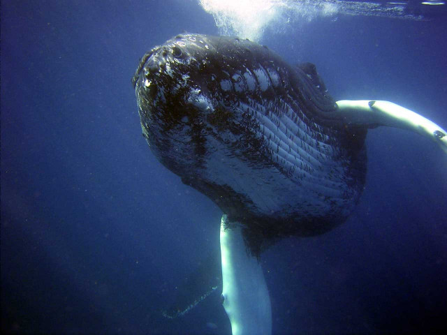 Humpback whale. Credit: NOAA