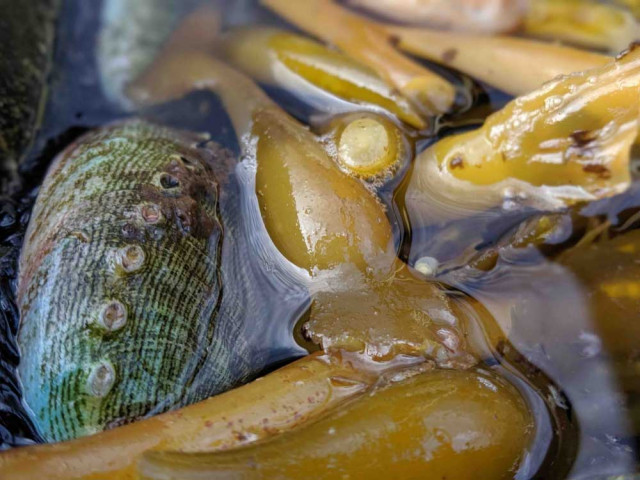 A red abalone hides under a frond of giant kelp at the Cultured Abalone Farm in Goleta. Credit: Halley Froehlich