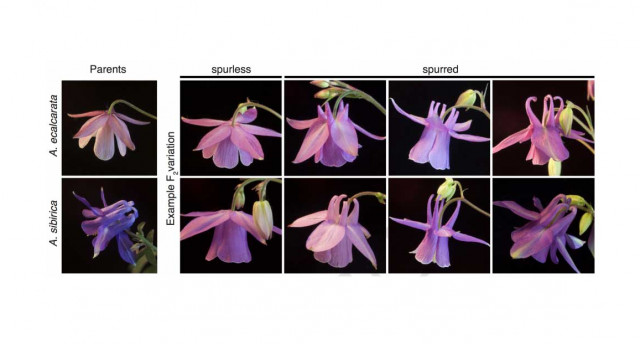 Hodges and Ballerini crossed the two columbine species on the left. The second generation of hybrid offspring displayed various levels of spur development.