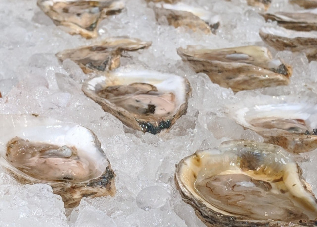 Farmed Maine oysters on the half shell. Credit: Halley Froehlich