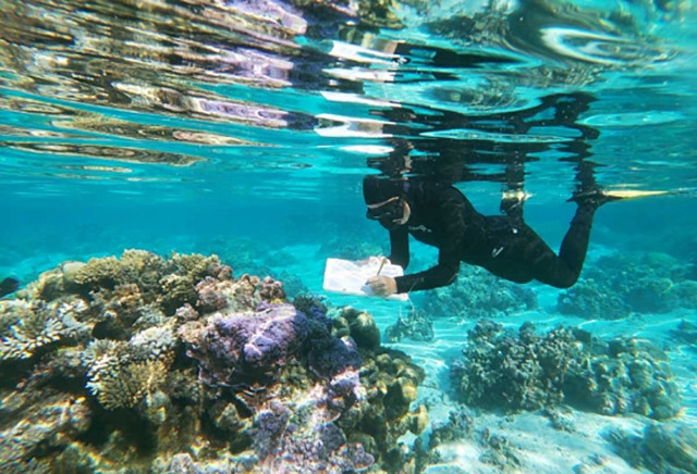 Schmidt Fellow Kelly Speare conducting research in the waters off Moorea, near UC Gump Station