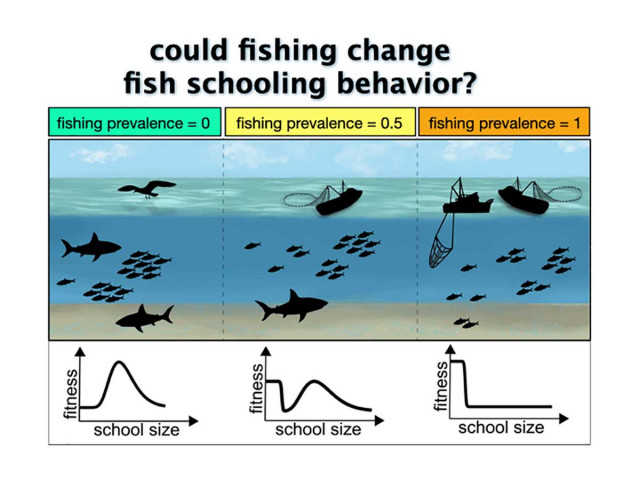 Could fishing change fish schooling behavior?