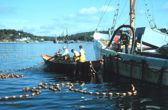 Purse seining for herring on the Maine coast. Credit: NOAA