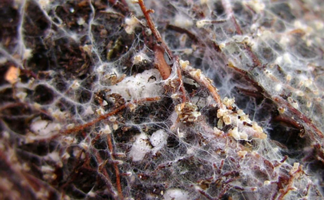 Mutualist root fungi extend the reach of plants and trees to nutrients in faraway place. Photo Credit: Wikimedia Commons