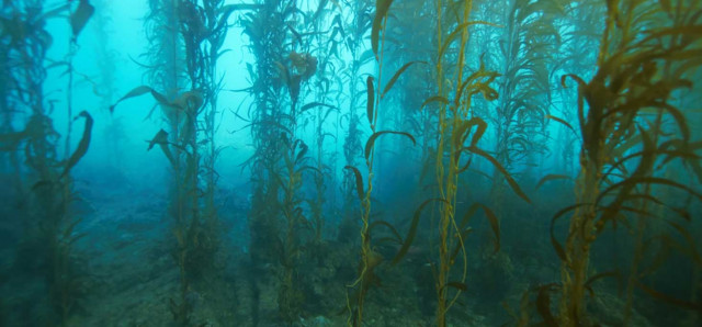 The kelp forest seafloor supports diverse invertebrate and algal communities. Credit: Bob Miller