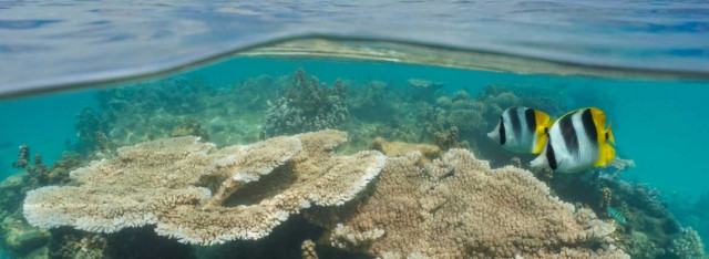 Moorea corals