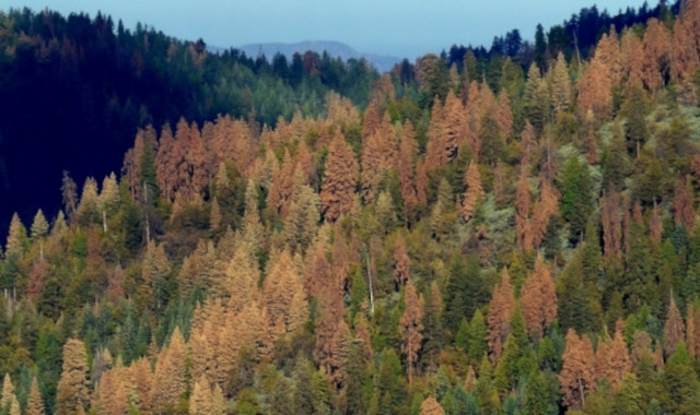 Variation within a given species enables some individuals to survive harsher drought conditions than others.