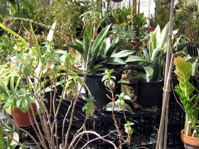 Biology Greenhouse Facility