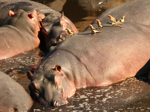 The Life Force of African Rivers