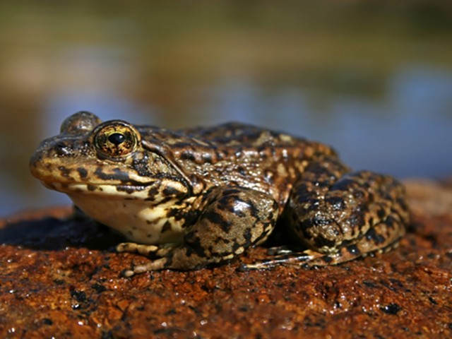 Studies Offer New Insights Into How Deadly Amphibian Disease Spreads and Kills