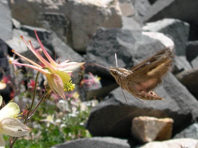 Study of Flower Petals Shows Evolution at the Cellular Level