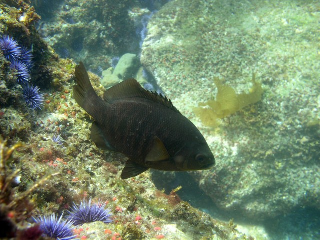 EEMB Graduate Student Daniel Okamoto Leads a Study That Captures Clues to Sustainability of Fish Populations