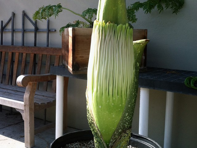 Rare Corpse Flower (Titan Arum) at UCSB Biology Greenhouse