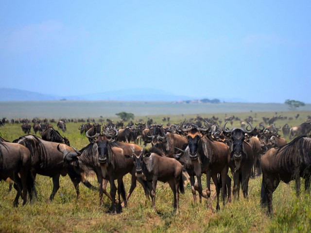 Animal Migrations