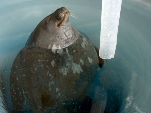 Weddell Seal in a dive hole. Credit: Umi Hoshijima