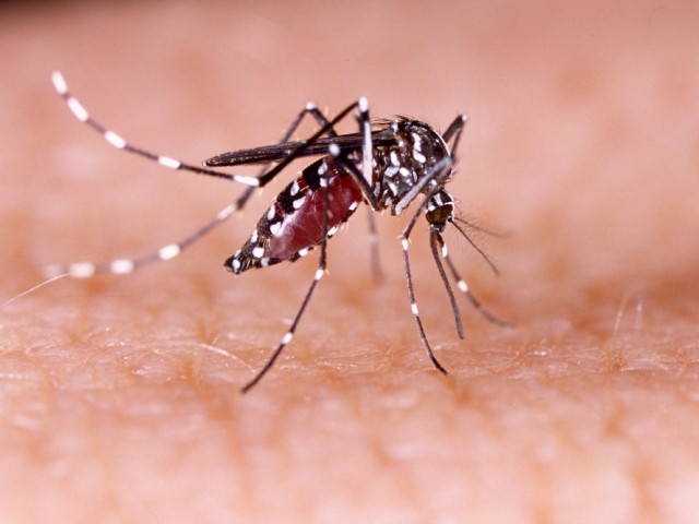 Native to Southeast Asia, the Asian tiger mosquito (Aedes albopicus) has spread to many countries through the transport of goods and international travel.