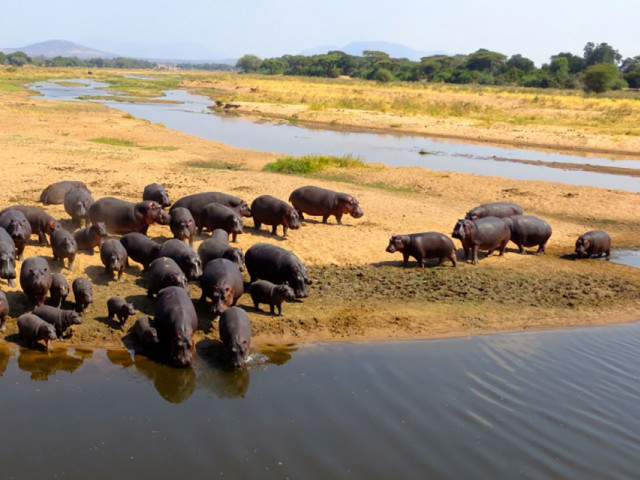 Hungry, Hungry Hippos