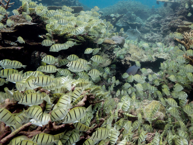 School of convict tang (Acanthurus triostegus) on Palmyra Atoll Credit: Ana Sofía Guerra