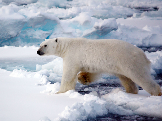 Polar bear, Svalbard expedition. Credit: Debora Iglesias-Rodriguez