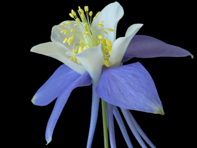 Colorado Columbine Flower
