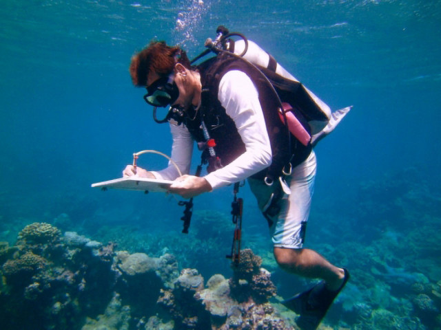 Jacob Eurich studies territorial damselfish in their coral reef habitat at Kimbe Bay, Papua New Guinea. Credit: Courtesy Photo