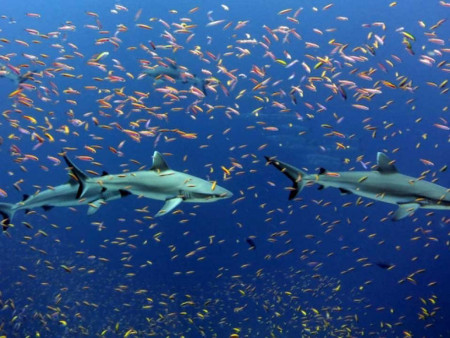 Grey reef sharks and colorful schools of​ ​​anthias.