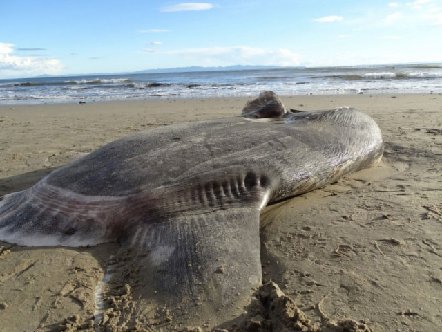 Hoodwinker sunfish.