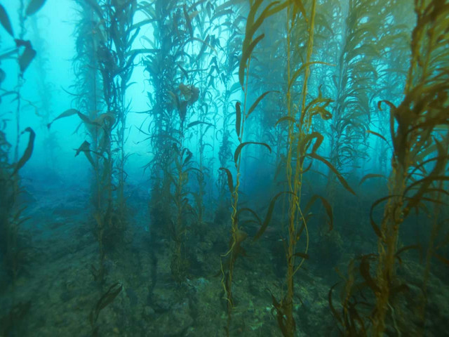 A Dynamic Forest Floor