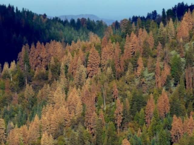 UC Santa Barbara ecologist receives award for research on the interplay between plant physiology and ecosystem dynamics